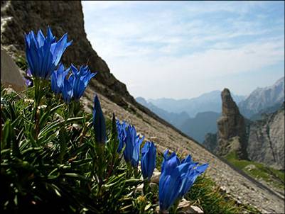 Gentiana froelichii / Genziana di Froelich